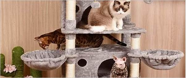 Large cat condo for big cats